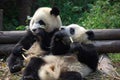 Chengdu, China: Pandas Eating Bamboo Royalty Free Stock Photo