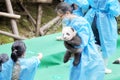 Eleven baby pandas first public display at Chengdu Research Base of Giant Panda Breeding.