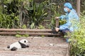 Journalist filming baby panda first public display in Chengdu Research Base of Giant Panda Breeding.