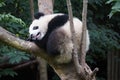 Chengdu Research Base of Giant Panda Breeding