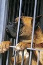 Boxer Dog behing Fence pet