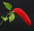 Chenille Plant Acalypha hispida