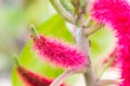 Chenille Plant