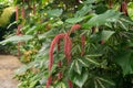 Chenille plant or Acalypha Hispida in Zurich in Switzerland