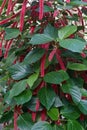 Chenille plant flowers