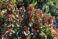 Chenille Plant 833195