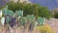 Chenille prickly pear, cowboy`s red whiskers Opuntia aciculata. Cacti of West and Southwest USA New Mexico