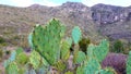 Chenille prickly pear, cowboy`s red whiskers Opuntia aciculata. New Mexico