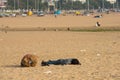 CHENNAI, INDIA - FEBRUARY 10: An unidentified young man sleeps on the sand near the Marina Beach on February 10, 2013 in Chennai,