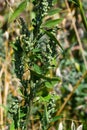 Chenopodium album is also called lamb`s quarters, melde, goosefoot or fat-hen