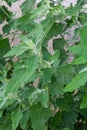 Chenopodium album is also called lamb`s quarters, melde, goosefoot or fat-hen