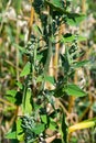 Chenopodium album is also called lamb`s quarters, melde, goosefoot or fat-hen Royalty Free Stock Photo