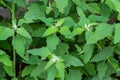 Chenopodium album is also called lamb`s quarters, melde, goosefoot or fat-hen