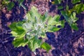 Chenopodium album, edible plant, common names include lamb's quarters, melde, goosefoot, white goosefoot, wild