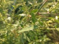 Chenopodium album is a fast-growing weedy annual plant in the genus Chenopodium Royalty Free Stock Photo