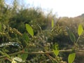 Chenopodium album is a fast-growing weedy annual plant in the genus Chenopodium Royalty Free Stock Photo