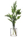 Chenopodium album lamb`s quarters or melde in a glass vessel on a white background