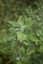 Chenopodium album plant Royalty Free Stock Photo