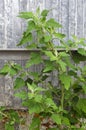 Chenopodium album leaves