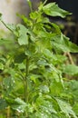 Chenopodium album leaves Royalty Free Stock Photo