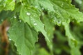 Chenopodium album leaves Royalty Free Stock Photo