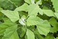 Chenopodium album leaves