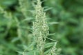 Chenopodium album, wild spinach closeup selective focus