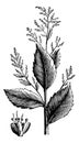 Chenopodium anthelminticum or Wormseed Goosefoot vermifuge plant and flower vintage engraving