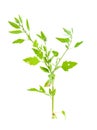 Chenopodium