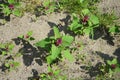 Chenopodium giganteum grows in July. Potsdam, Germany Royalty Free Stock Photo