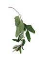 Chenopodium stem Royalty Free Stock Photo