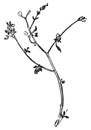 Chenopodium vulvaria or Stinking Goosefoot, vintage engraving