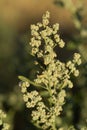 Chenopodium ÃÂ¡lbum, Allergens Plant