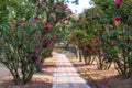 Cheonsaseom Bonsai Park Camellia flowers