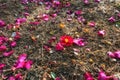 Cheonsaseom Bonsai Park Camellia flowers