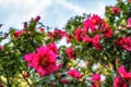 Cheonsaseom Bonsai Park Camellia flowers