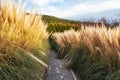 Cheonsaseom Bonsai Park Pampas grass