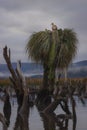 Chepu, Chiloe Island, Chile - Birdwatching in Chiloe, Chile: Black Faced Ibis Theristicus Melanopis