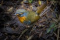 Chepu, Chiloe Island, Chile - Birdwatching in ChiloÃÂ©, Chile - Chucao Scelorchilus Rubecula