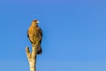 Chepu, Chiloe Island, Chile - Milvago Chimango Caracara