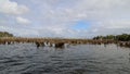 Chepu Suken Forest, Chiloe, Chile