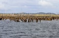 Chepu Suken Forest, Chiloe, Chile