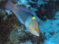 Chequerboard wrasse