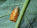 Chequered Fruit-tree Tortrix Moth - Pandemis corylana resting on a leaf.