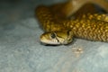 Chequered Keelback (Xenochrophis piscator) Royalty Free Stock Photo