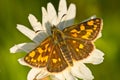 Chequered skipper Royalty Free Stock Photo