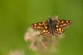 Chequered skipper butterfly with blurred background