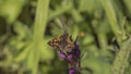 Chequered Skipper Butterfly