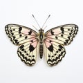 Chequered Skipper Butterfly: Meticulous Photorealistic Still Life In Monochromatic Symmetry