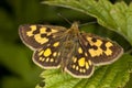 Chequered skipper (Carterocephalus palaemon)